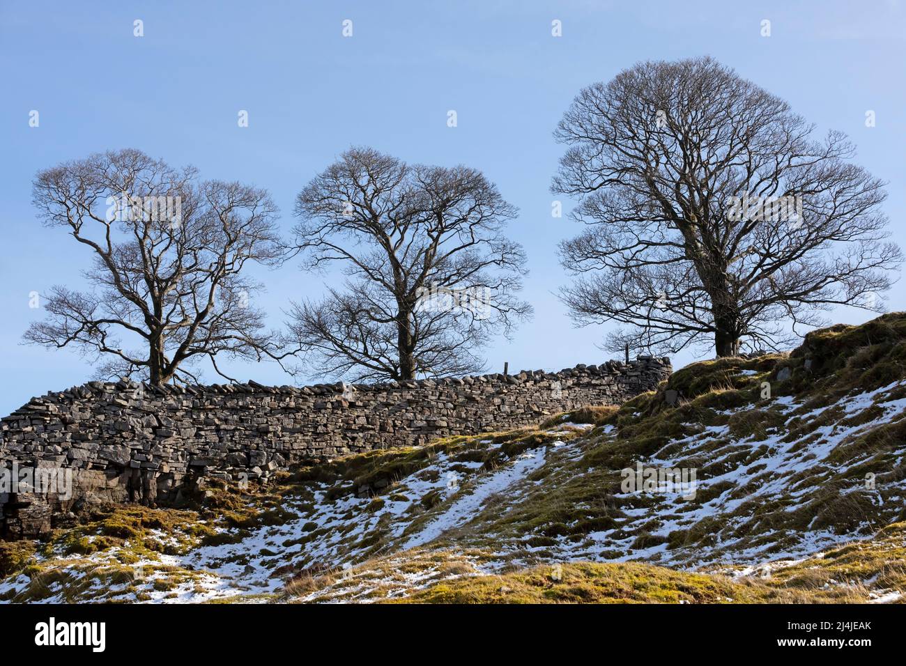 Three Sisters, Three Trees auf Whitaside, in der Nähe von Swaledale, Yorkshire Dales National Park Stockfoto