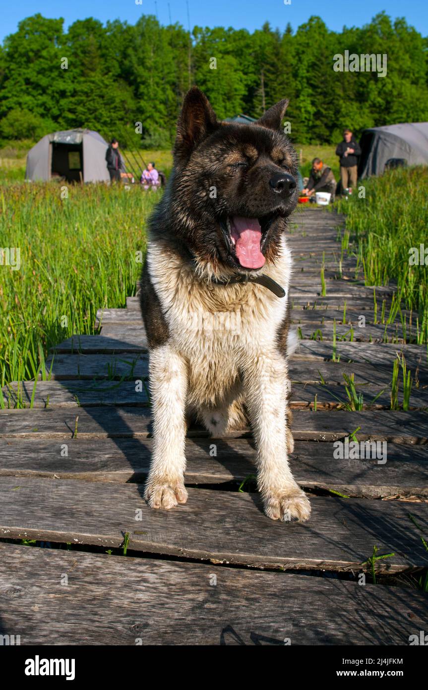 Alaskan Malamute Hund, eine Rasse von jungen Hund Stockfoto