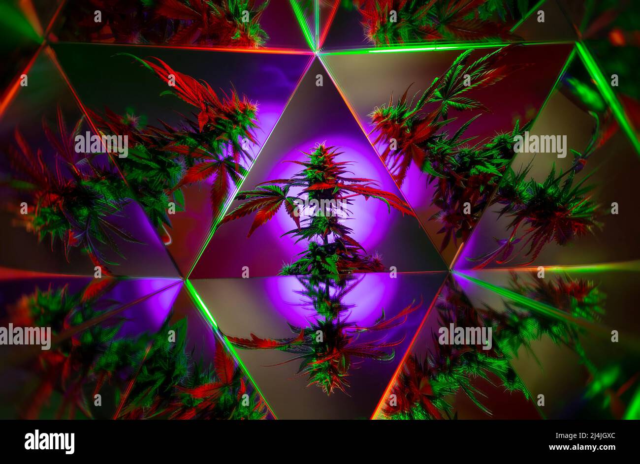 Moderner Cannabis-Hintergrund. Farbenfrohes, kreatives Marihuana-Banner mit Spiegelreflexeffekt. Neuer ästhetischer Look auf medizinischem Marihuana. Kunstfotografie Stockfoto