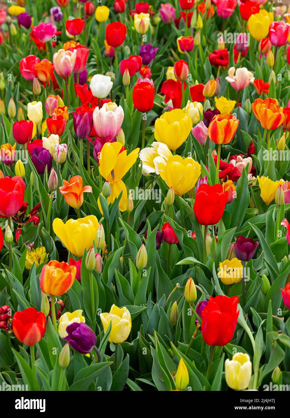 In einem lokalen Garten gibt es eine Reihe wunderschöner, farbenprächiger, frühlingsblühender Tulpen Stockfoto