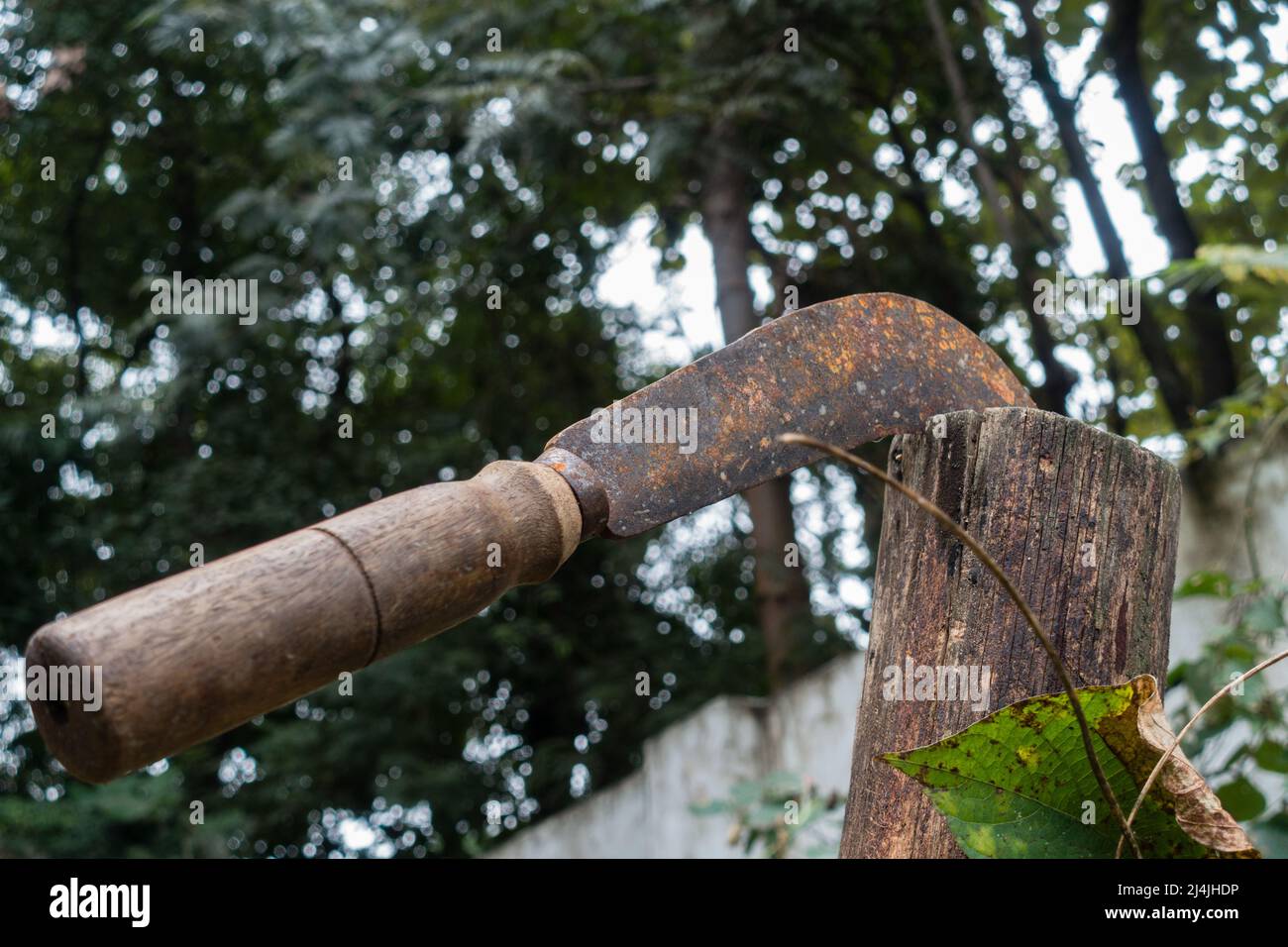 Traditionelle Sichel aus Gusseisen mit Holzgriff. Sichel, eines der ältesten Erntewerkzeuge, bestehend aus einer Metallklinge, in der Regel Akt Stockfoto