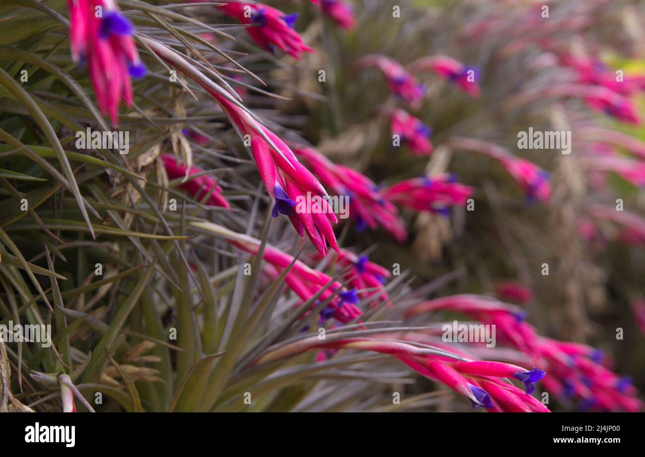 Blühende Tillandsia aeranthos, lila Luftpflanze, natürlicher Makro-floraler Hintergrund Stockfoto