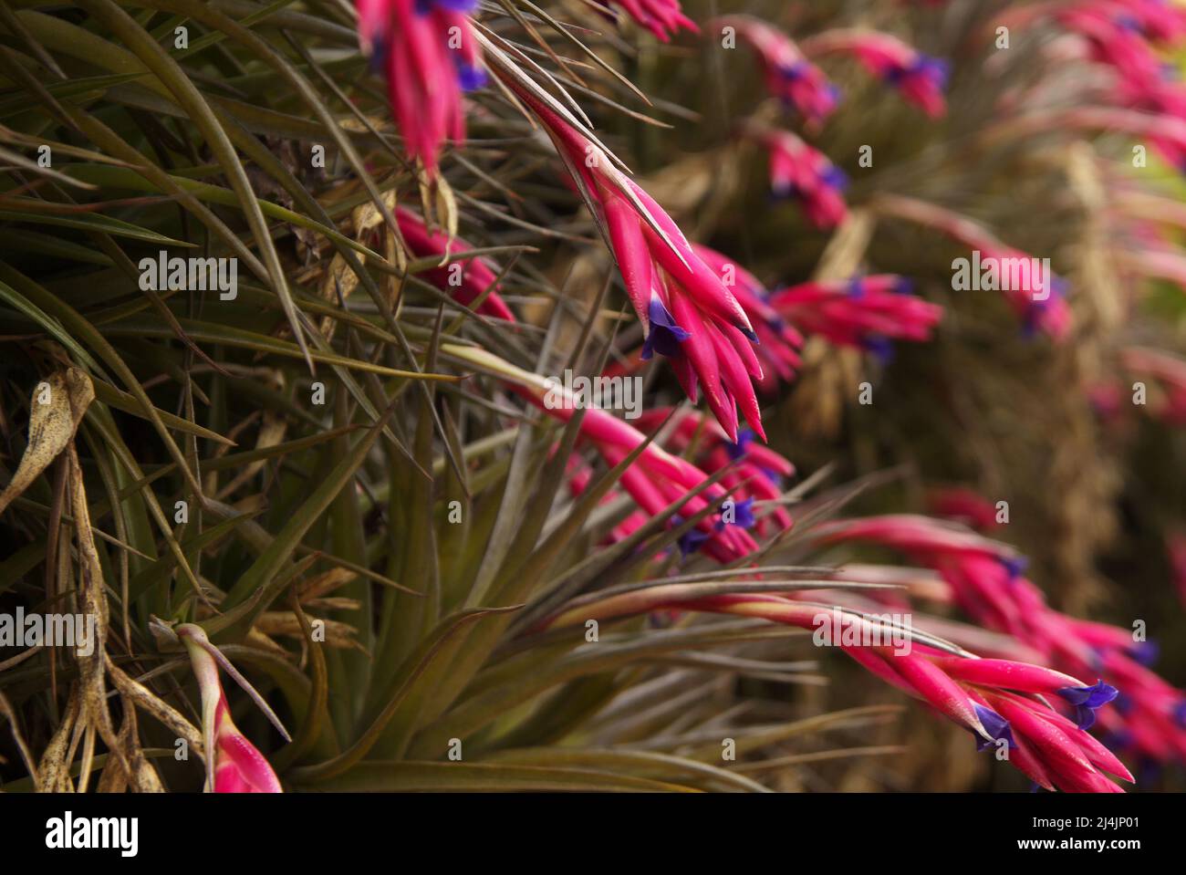 Blühende Tillandsia aeranthos, lila Luftpflanze, natürlicher Makro-floraler Hintergrund Stockfoto