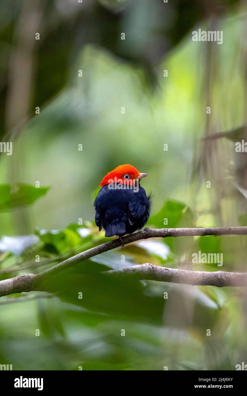 Rot-kappiger Manakin (Ceratopipra mentalis) männlich - La Laguna del Lagarto Eco-Lodge, Boca Tapada, Costa Rica Stockfoto