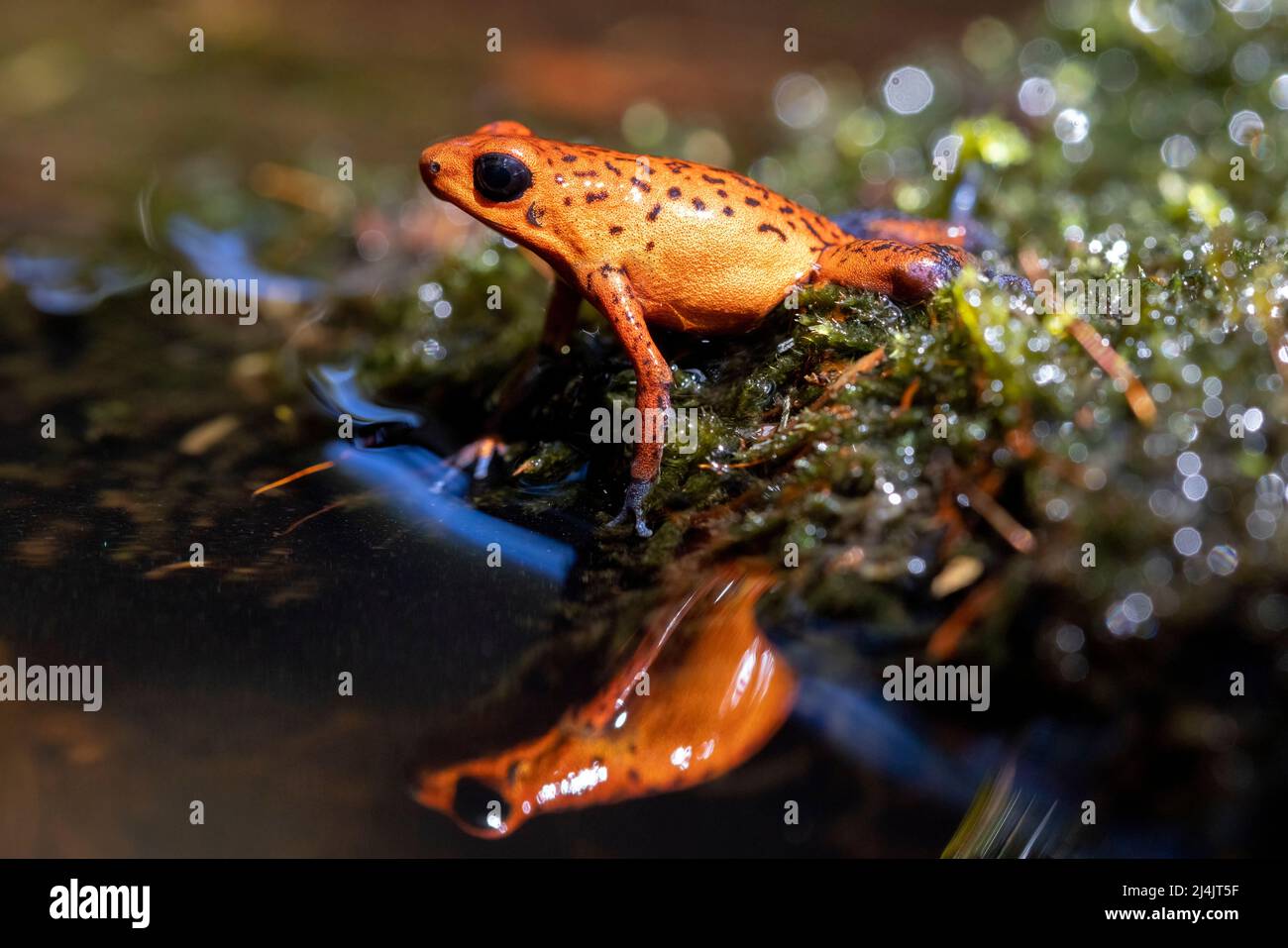 Erdbeergift-Dartfrosch (Oophaga pumilio, früher Dendrobates pumilio). 'Blue Jeans' Farbmorph - La Laguna del Lagarto Eco-Lodge, Boca Tapada, Stockfoto