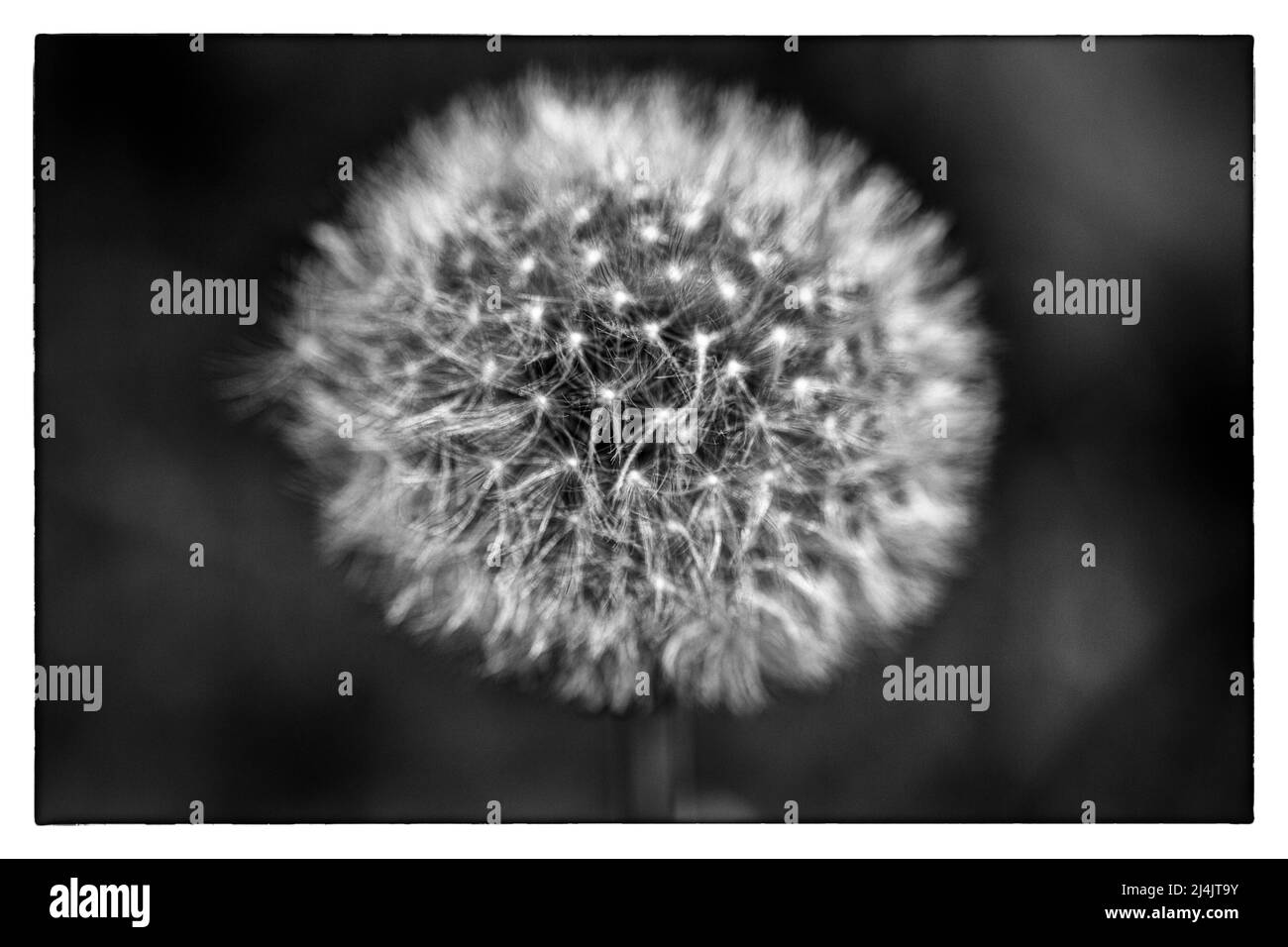 Dandelion mit Samen im Frühling Makrofotografie in Schwarz und Weiß Stockfoto