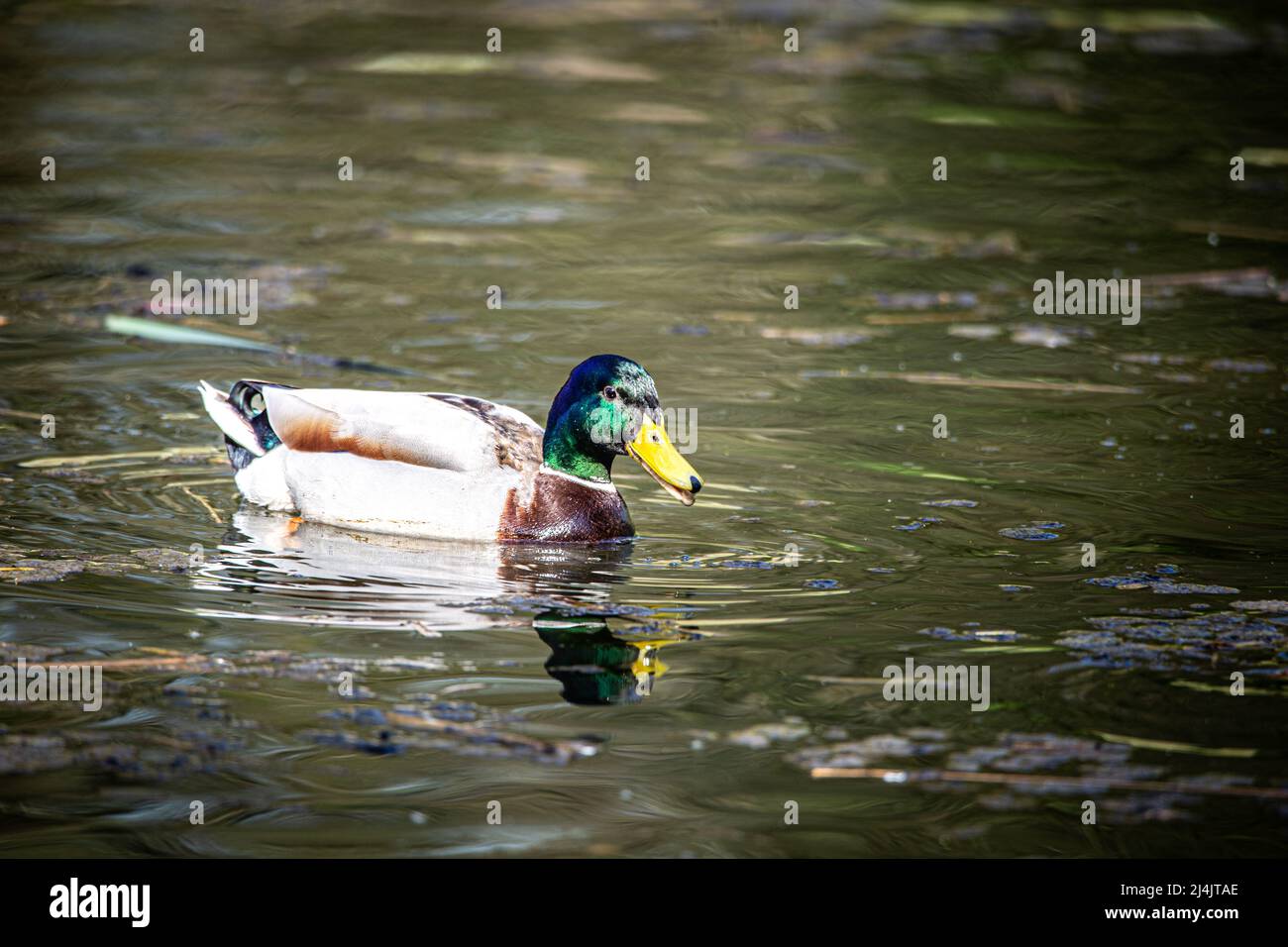 Eine Ente schwimmend auf dem Wasser eines Teiches Stockfoto
