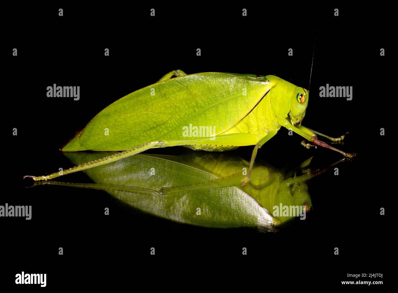 Nahaufnahme der grünen Blatt-imitierten Katydid - La Laguna del Lagarto Eco-Lodge, Boca Tapada, Costa Rica Stockfoto