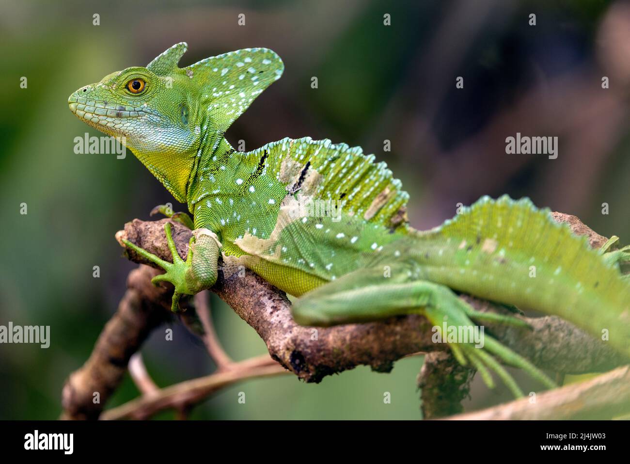 Grüner Basilisk oder geplumter Basilisk (Basiliscus plumifrons) männlich - La Laguna del Lagarto Eco-Lodge, Boca Tapada, Costa Rica Stockfoto