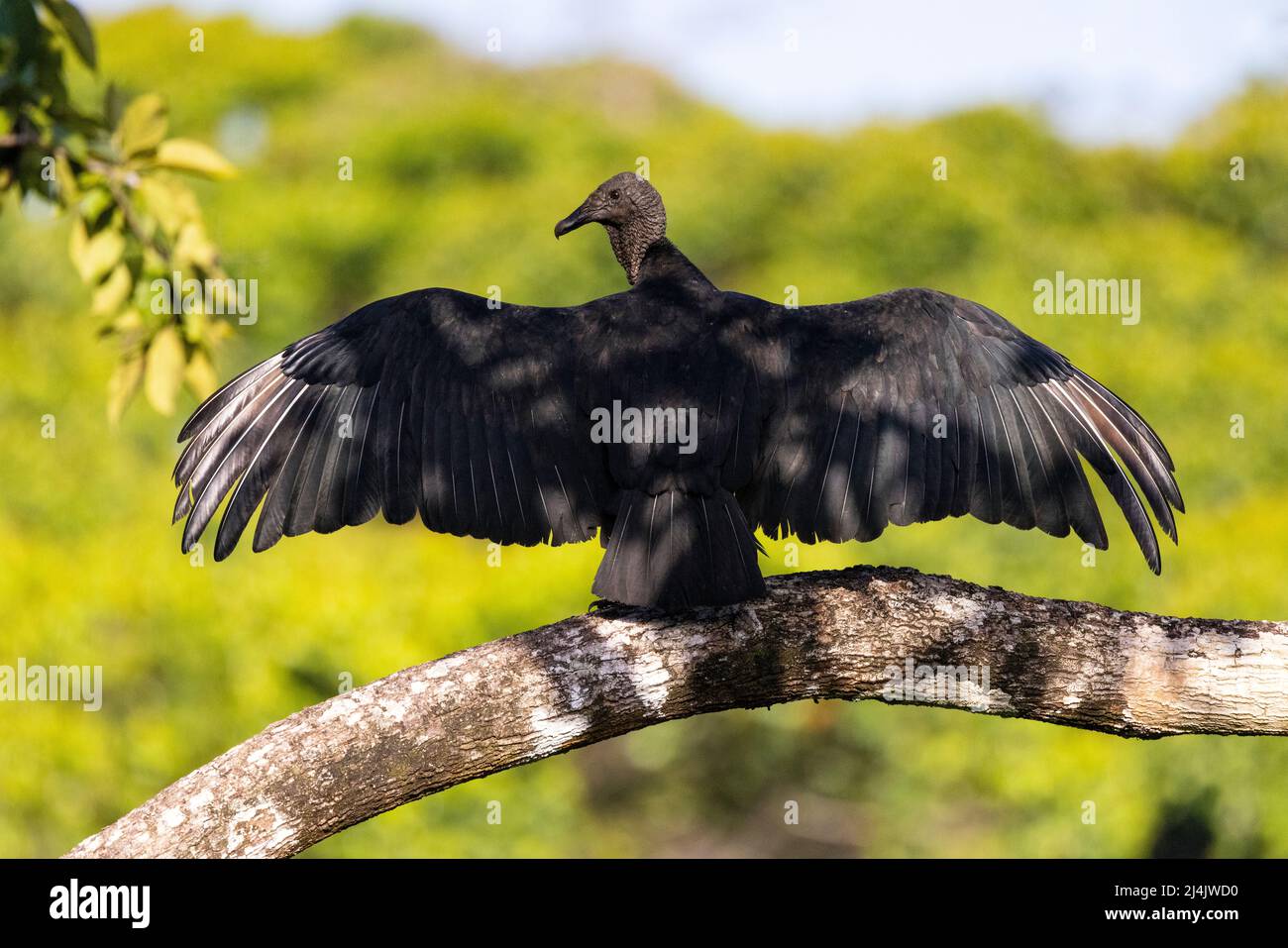 Schwarzgeier (Coragyps atratus) mit ausgebreiteten Flügeln - La Laguna del Lagarto Eco-Lodge, Boca Tapada, Costa Rica Stockfoto