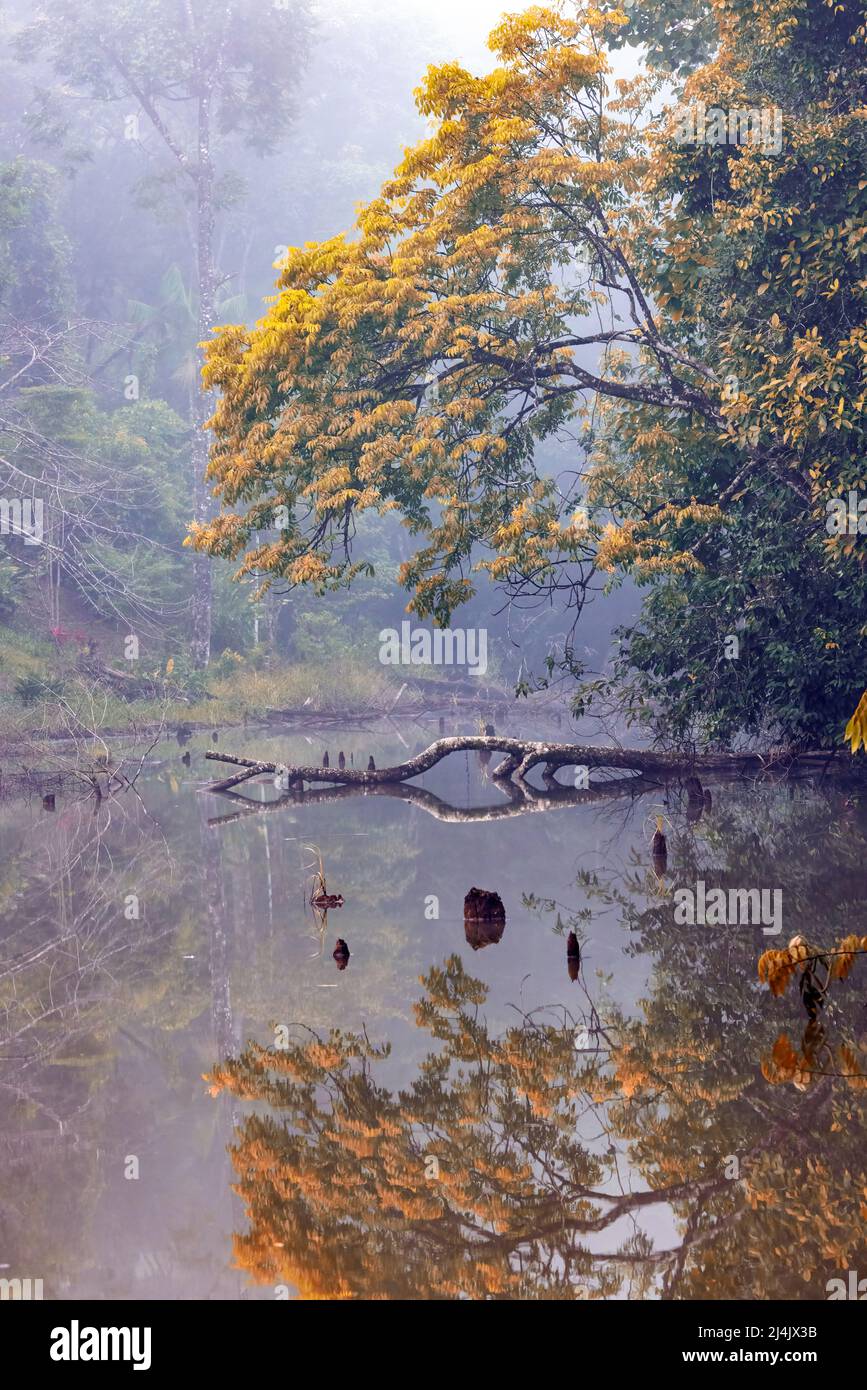 Neblige Lagunenlandschaft am Morgen in der La Laguna del Lagarto Eco-Lodge, Boca Tapada, Costa Rica [Farbfilter verbessert] Stockfoto