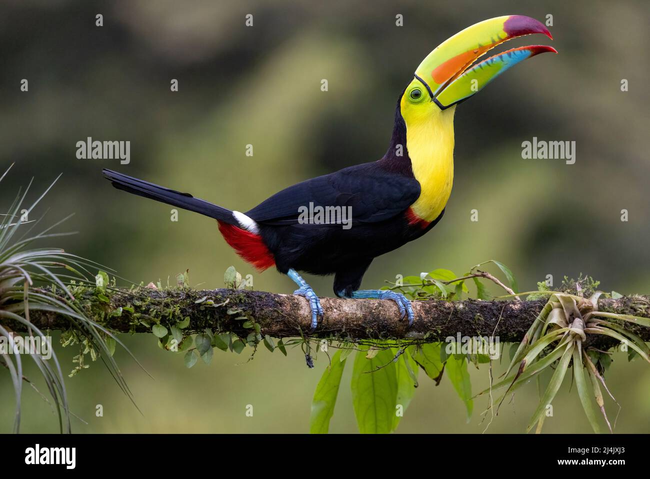 Kielschnabel-Tukan (Ramphastos sulfuratus) - La Laguna del Lagarto Eco-Lodge, Boca Tapada, Costa Rica Stockfoto