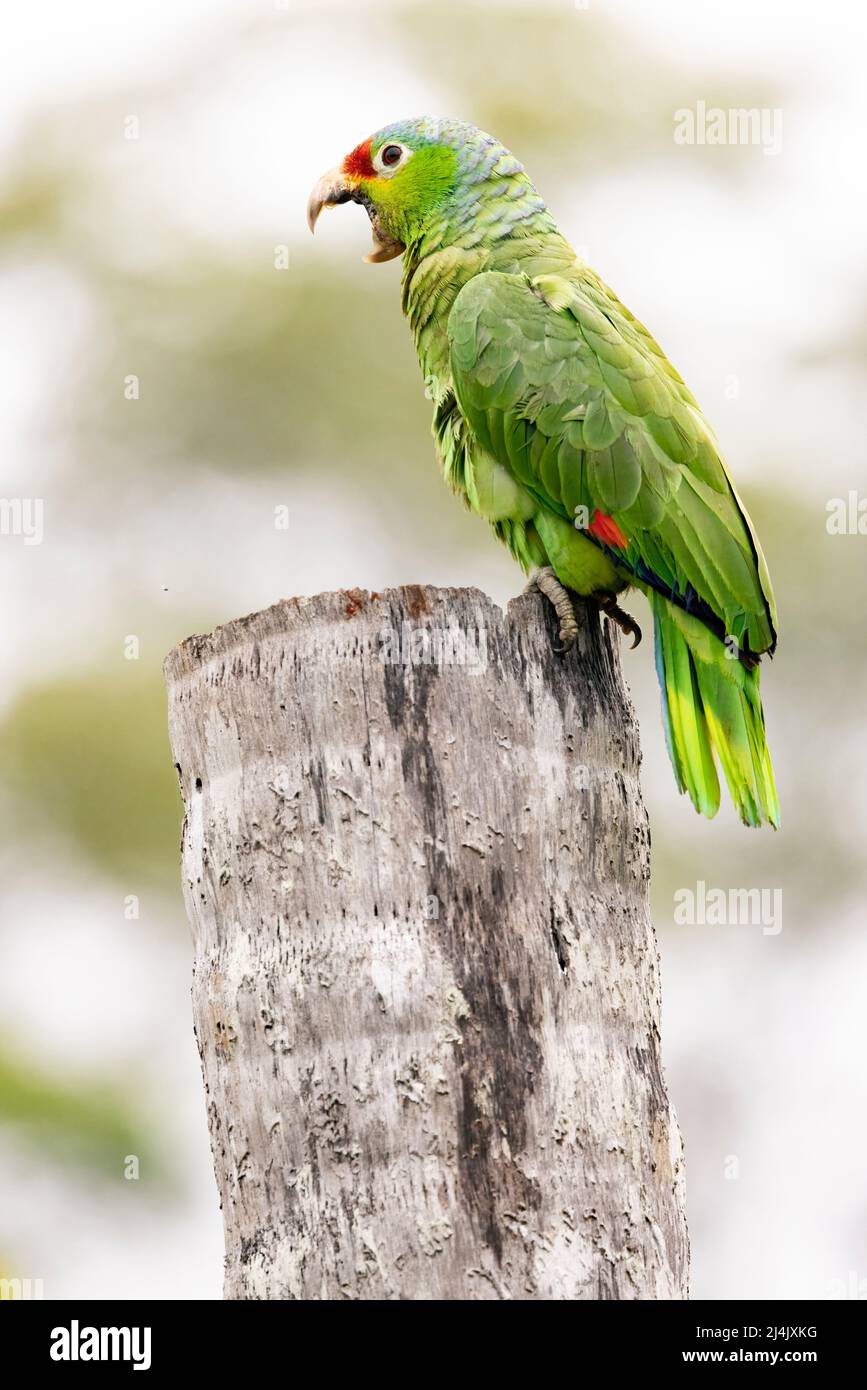 Rote amazonas- oder rote Papagei (Amazona autumnalis) - La Laguna del Lagarto Eco-Lodge, Boca Tapada, Costa Rica Stockfoto