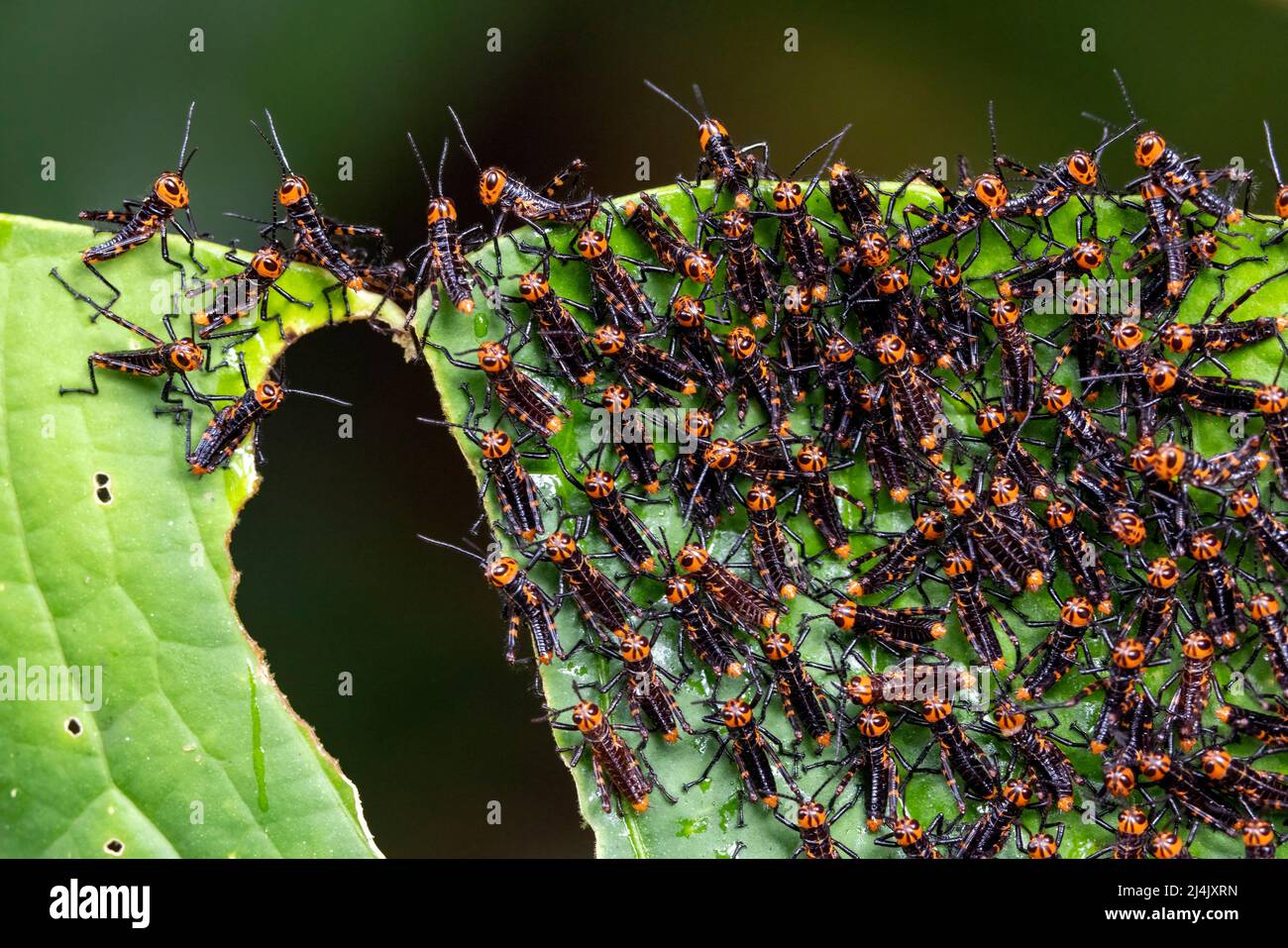 Dichte Gruppe von bunten Heuschreckennymphen der Gattung Tropidacris - La Laguna del Lagarto Eco-Lodge, Boca Tapada, Costa Rica Stockfoto