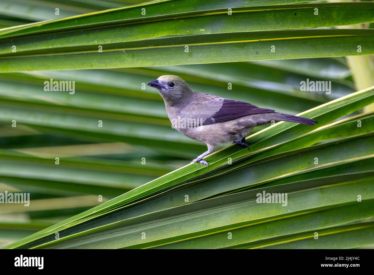 Palmtanager (Thraupis palmarum) auf Palmblatt - La Laguna del Lagarto Eco-Lodge, Boca Tapada, Costa Rica Stockfoto