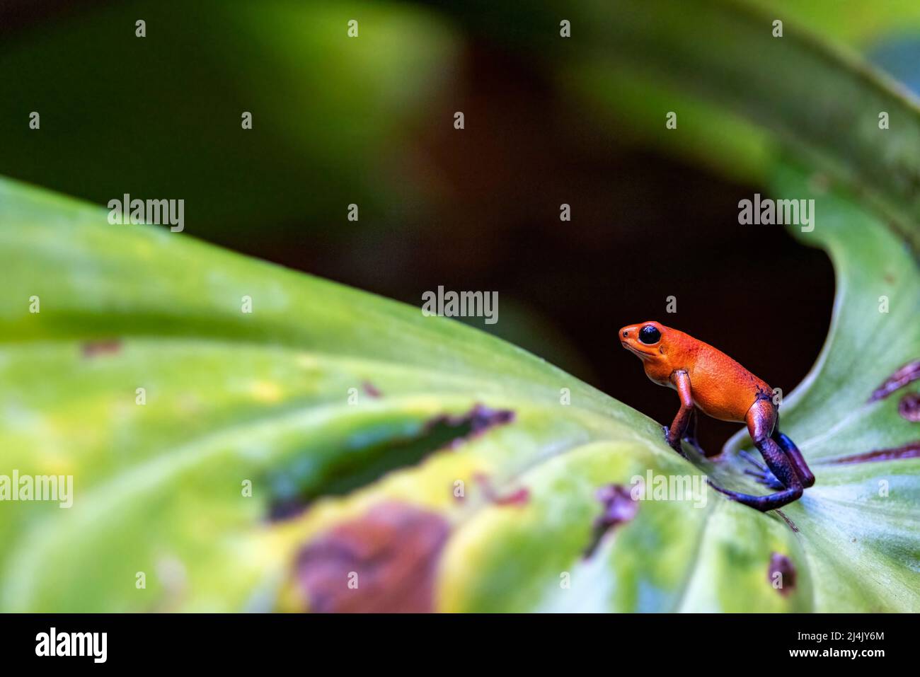 Erdbeergift-Dartfrosch (Oophaga pumilio, früher Dendrobates pumilio). 'Blue Jeans' Farbmorph - La Laguna del Lagarto Eco-Lodge, Boca Tapada, Stockfoto