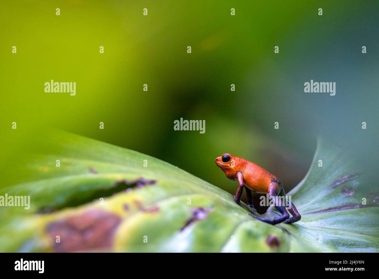 Erdbeergift-Dartfrosch (Oophaga pumilio, früher Dendrobates pumilio). 'Blue Jeans' Farbmorph - La Laguna del Lagarto Eco-Lodge, Boca Tapada, Stockfoto