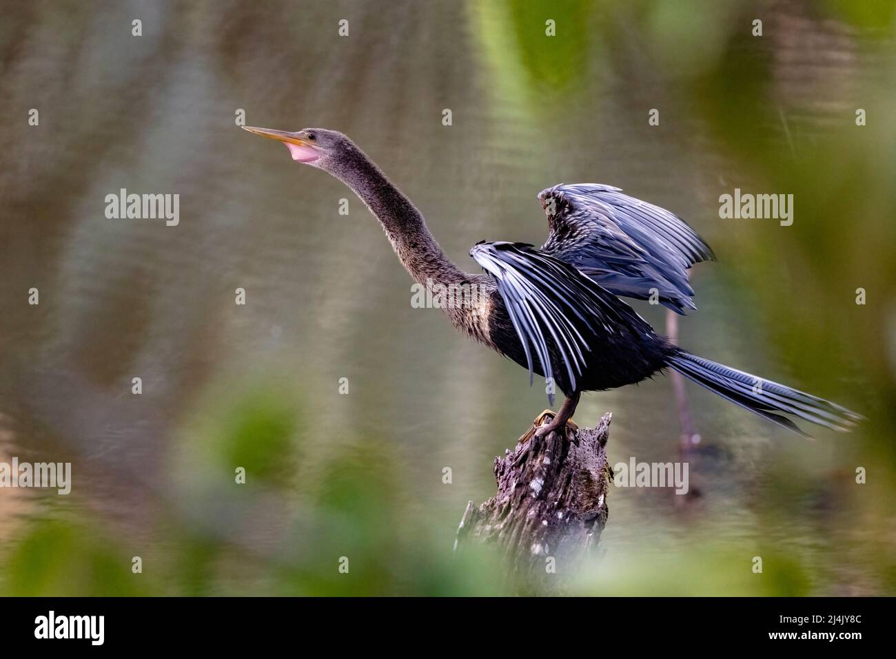 Weibliche Anhinga trocknet ihre Flügel (Anhinga anhinga) - La Laguna del Lagarto Eco-Lodge, Boca Tapada, Costa Rica Stockfoto