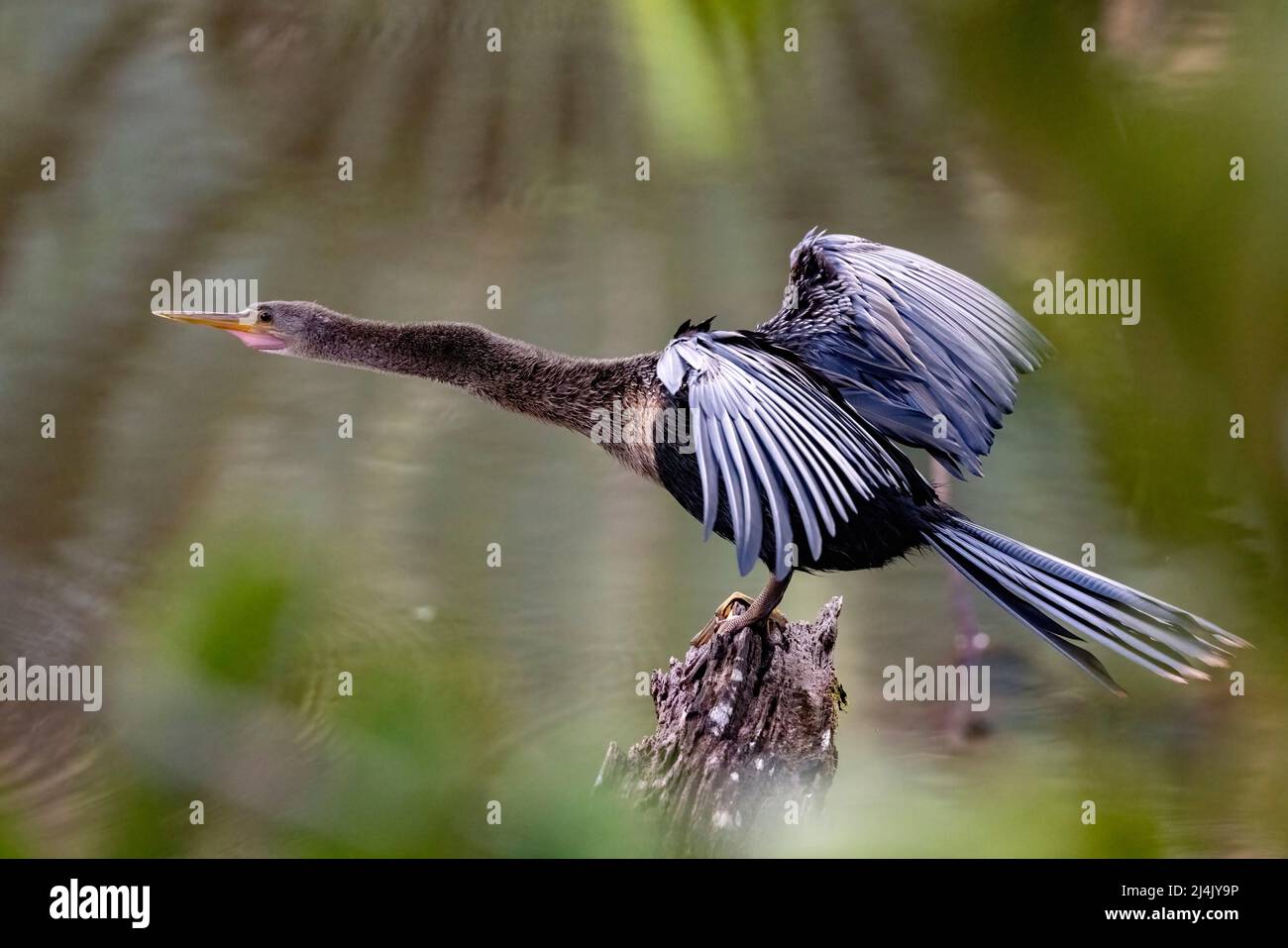 Weibliche Anhinga trocknet ihre Flügel (Anhinga anhinga) - La Laguna del Lagarto Eco-Lodge, Boca Tapada, Costa Rica Stockfoto