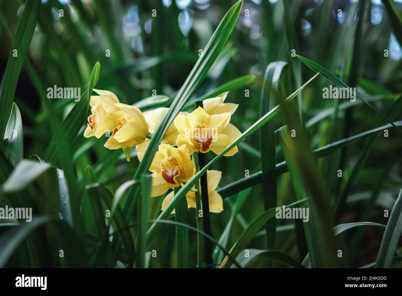 Gelbe Orchideenblüte zwischen grünen Blättern, wachsende terrestrische Orchideen Stockfoto