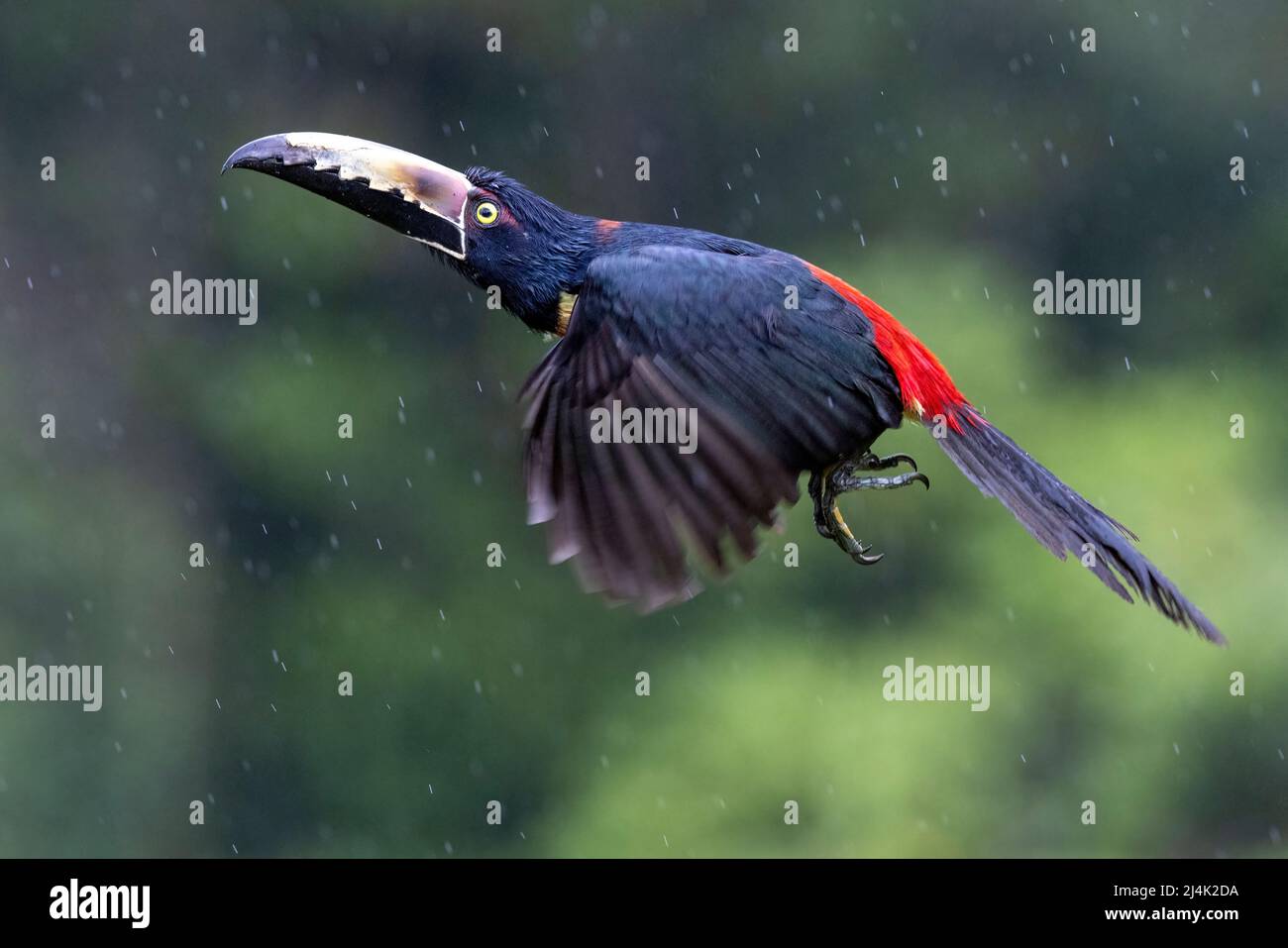 Colmared Aracari (Pteroglossus torquatus) im Flug - La Laguna del Lagarto Eco-Lodge, Boca Tapada, Costa Rica Stockfoto