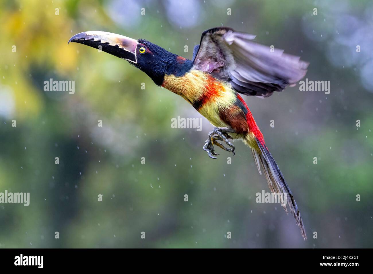 Colmared Aracari (Pteroglossus torquatus) im Flug - La Laguna del Lagarto Eco-Lodge, Boca Tapada, Costa Rica Stockfoto