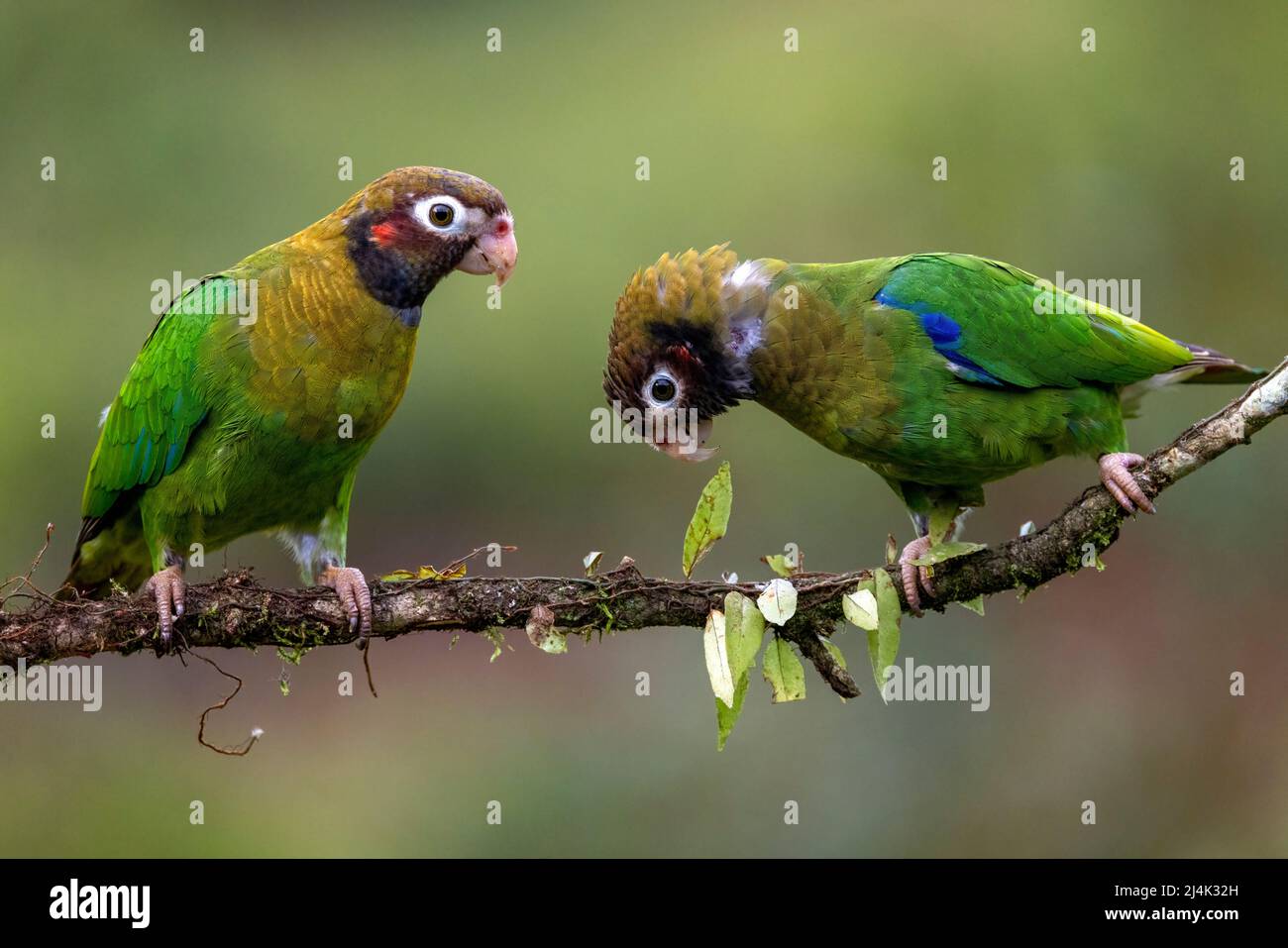 Papagei mit brauner Kapuze (Pyrilia haematotis) - La Laguna del Lagarto Eco-Lodge, Boca Tapada, Costa Rica Stockfoto