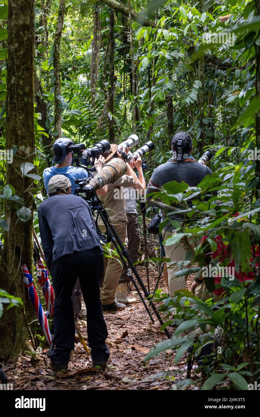 Gruppe von Fotografen im Regenwald - La Laguna del Lagarto Eco-Lodge, Boca Tapada, Costa Rica Stockfoto