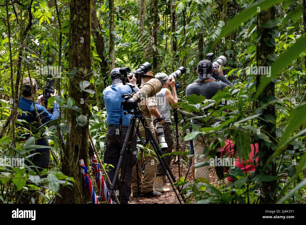 Gruppe von Fotografen im Regenwald - La Laguna del Lagarto Eco-Lodge, Boca Tapada, Costa Rica Stockfoto