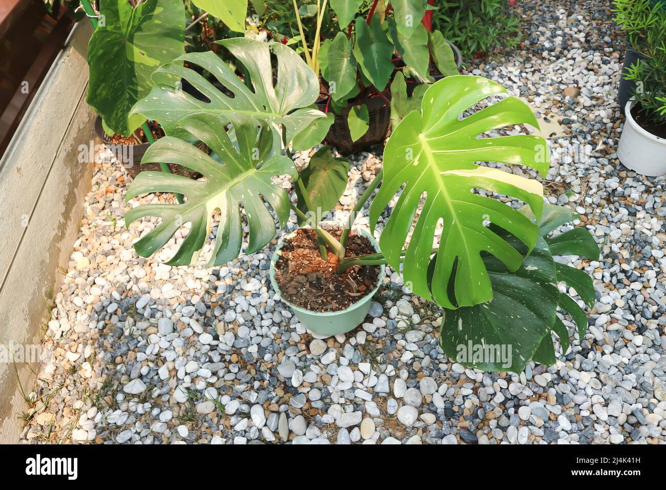 monstera thai Konstellation oder Monstera, Unwiskrautpflanze oder Schweizer  Kse- oder Bicolor-Pflanze Stockfotografie - Alamy