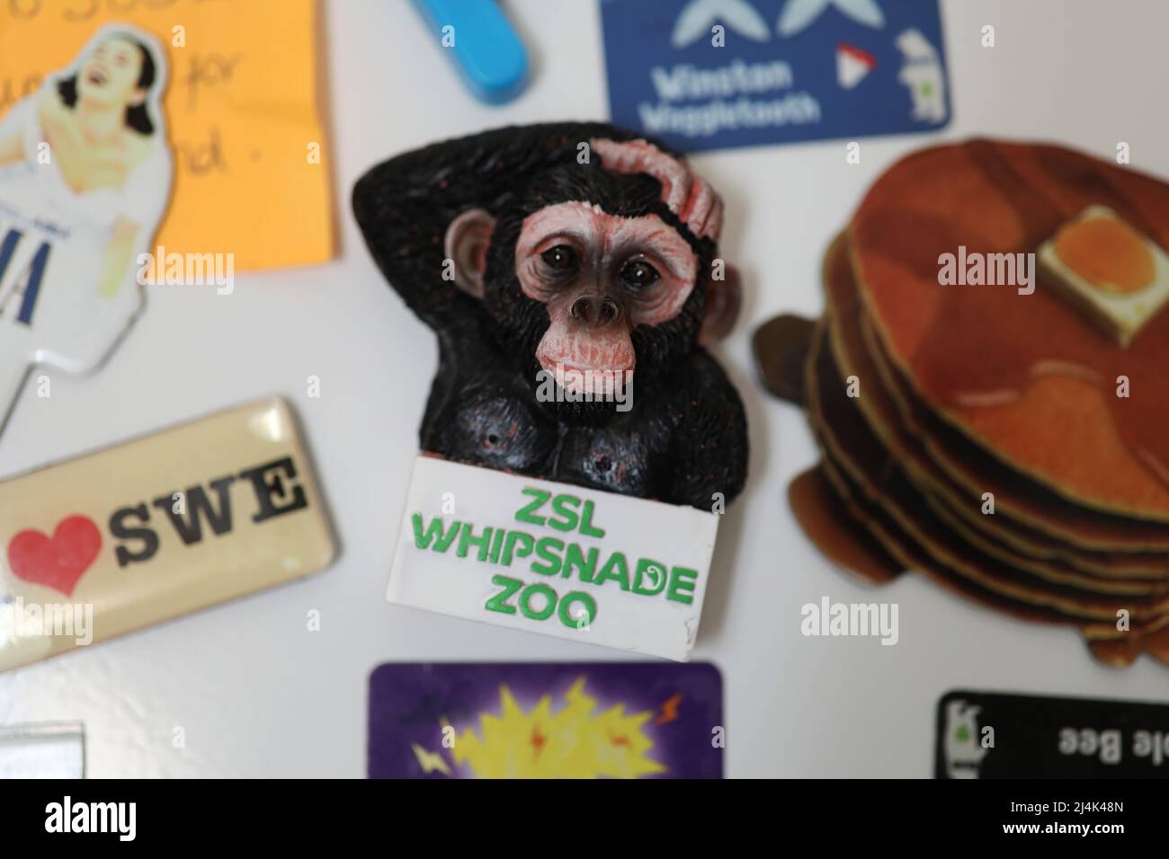 Ein ZSL Whipsnade Zoo Magnetic Badge mit einem Affen auf einem Kühlschrank in Chichester, West Sussex, Großbritannien. Stockfoto