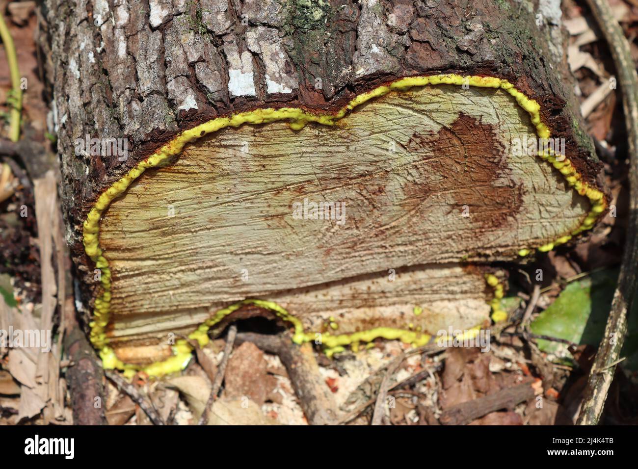Der Querschnitt eines Gamboge frisch geschnittenen Baumes, der sein gelbes Blut ausbreitet und schmilzt. Stockfoto