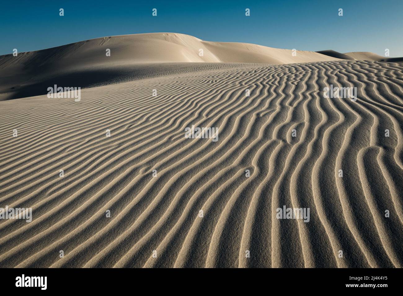 Sanddünen von Eucla sind ein sich ständig veränderndes Kunstwerk der Natur. Stockfoto