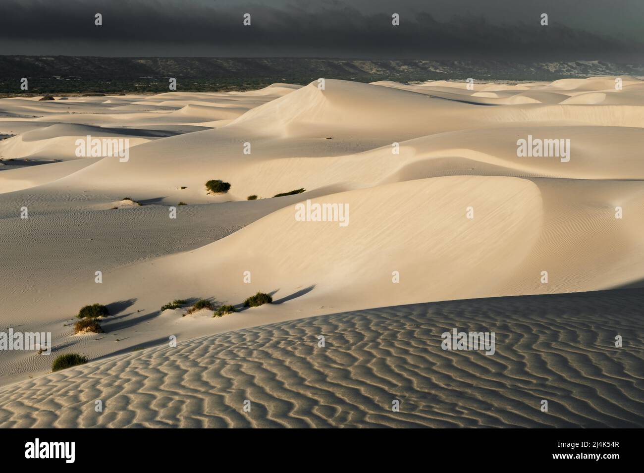 Sanddünen von Eucla sind ein sich ständig veränderndes Kunstwerk der Natur. Stockfoto