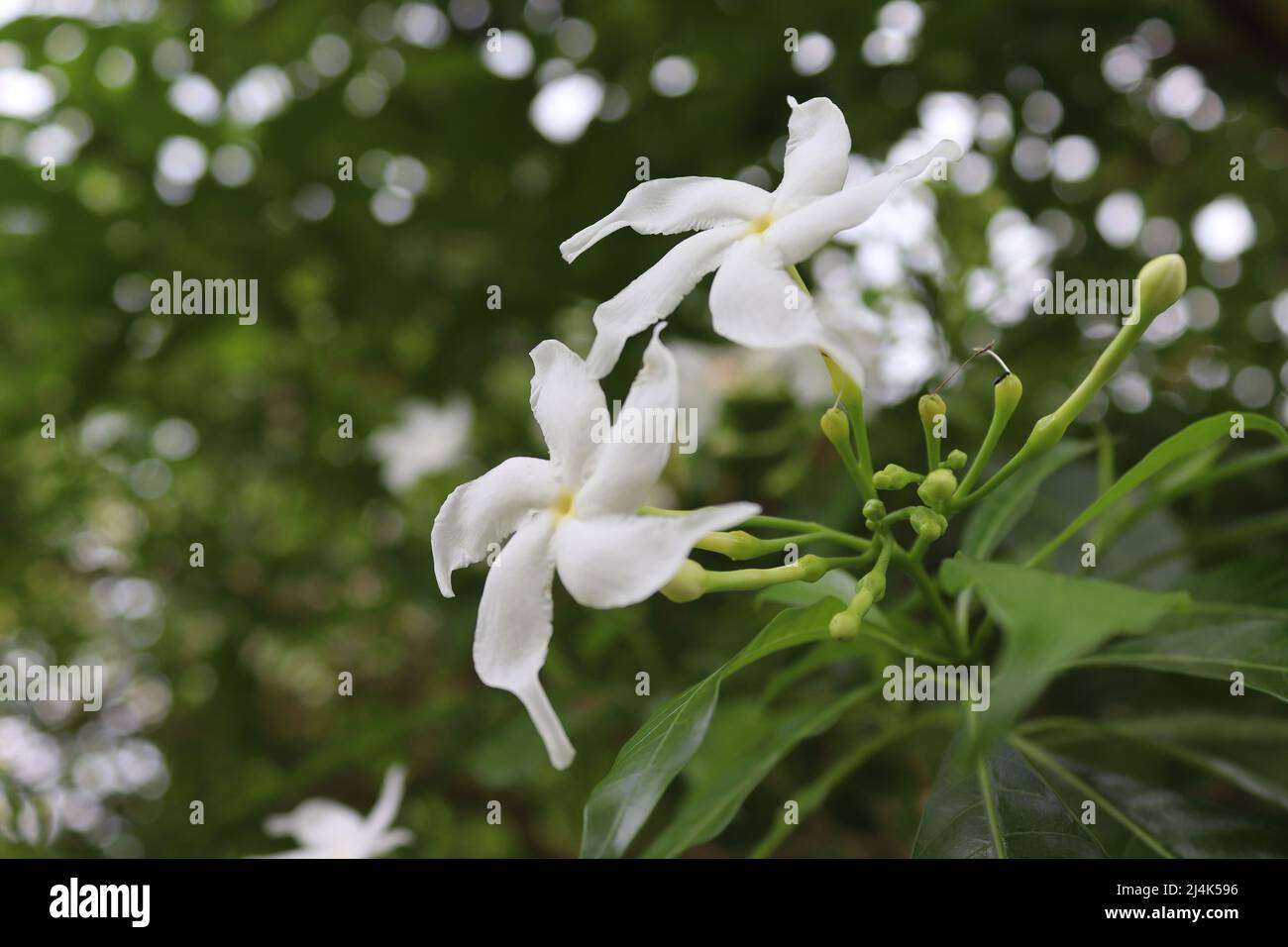 Pinwheel Blumen aus Sri Lanka. Stockfoto