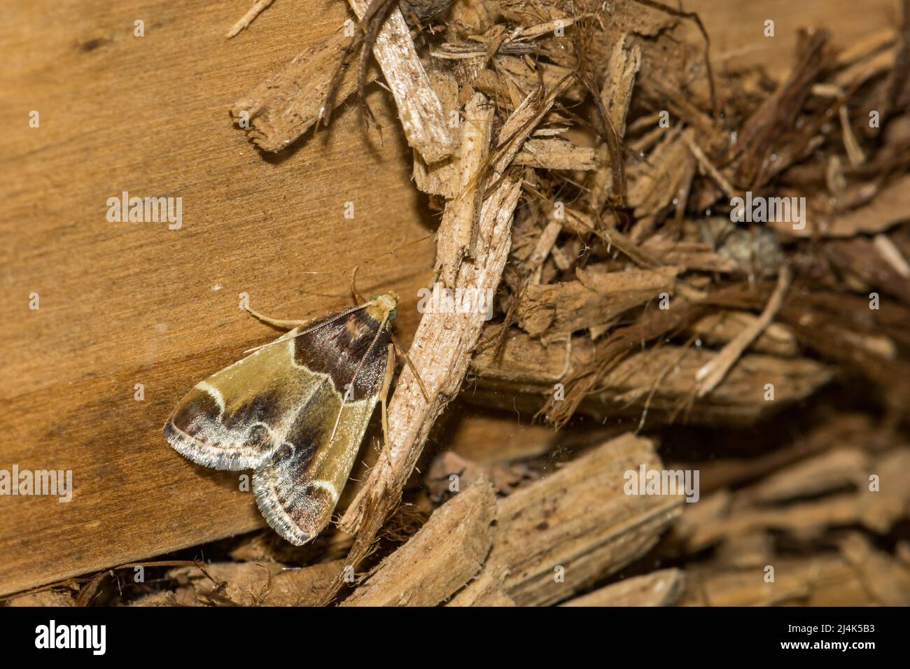 Mahlzeit Motte - Pyralis farinalis Stockfoto