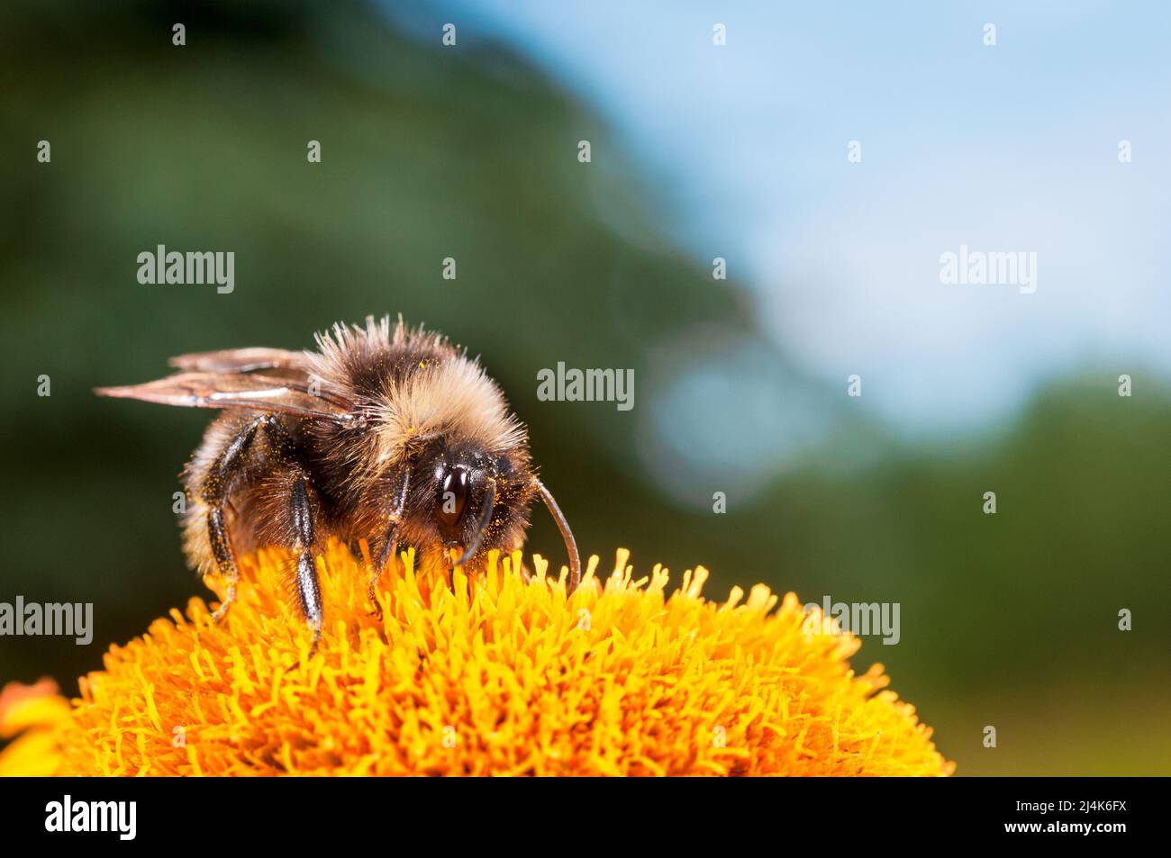 Hummel füttert Nektar und bestäubt Heartleaf Oxeye (Telekia speciosa), gelb blühende mehrjährige Blume im Garten. Stockfoto