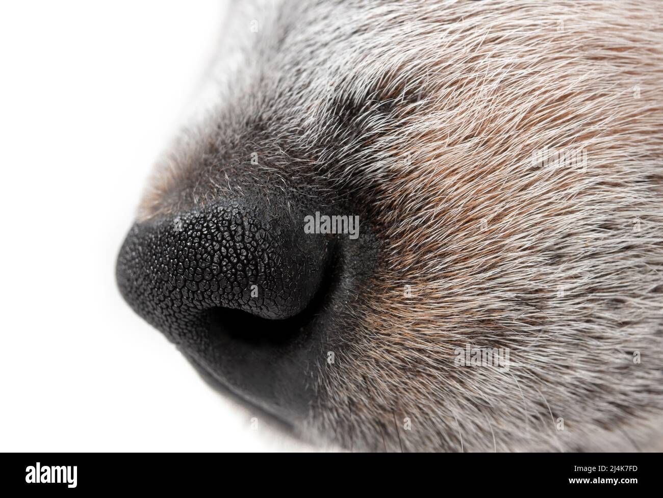 Nasen-Seitenprofil des Hundes, Nahaufnahme. Seitenprofil eines schwarzen und weißen Hundes mit schwarzer Nase. 9 Wochen alter blauer Rüde-Heeler-Welpe. Makro von Kurzhaar Hund Stockfoto