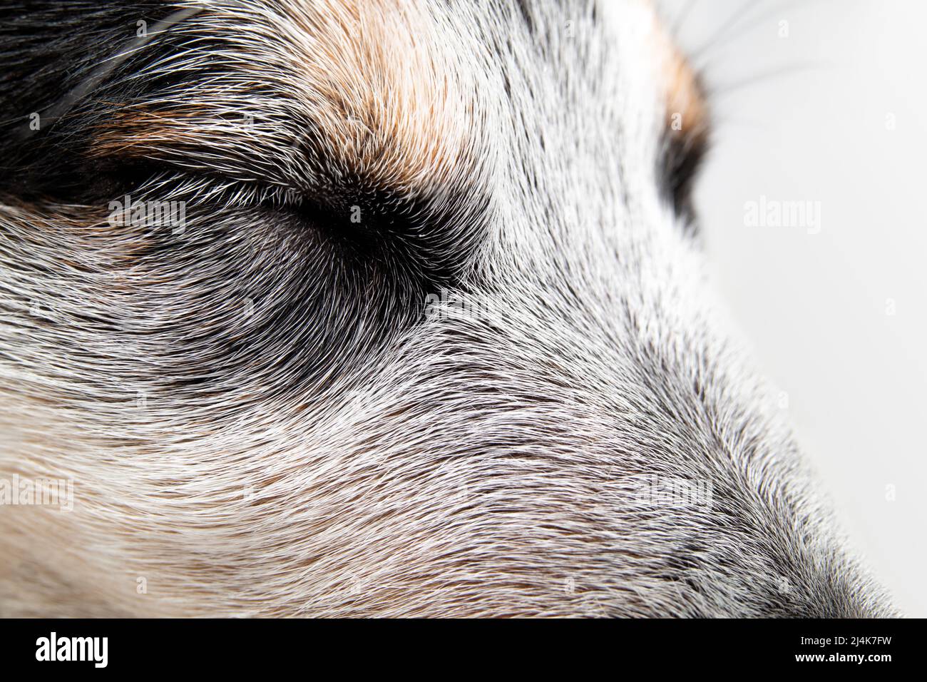 Niedlicher Welpe schläft oder schlaft, Nahaufnahme. Seitenansicht eines schwarz-weißen Hundes mit geschlossenen Augen. 9 Wochen alter blauer Rüde-Heeler-Welpen. Ruhige Szene. Stockfoto