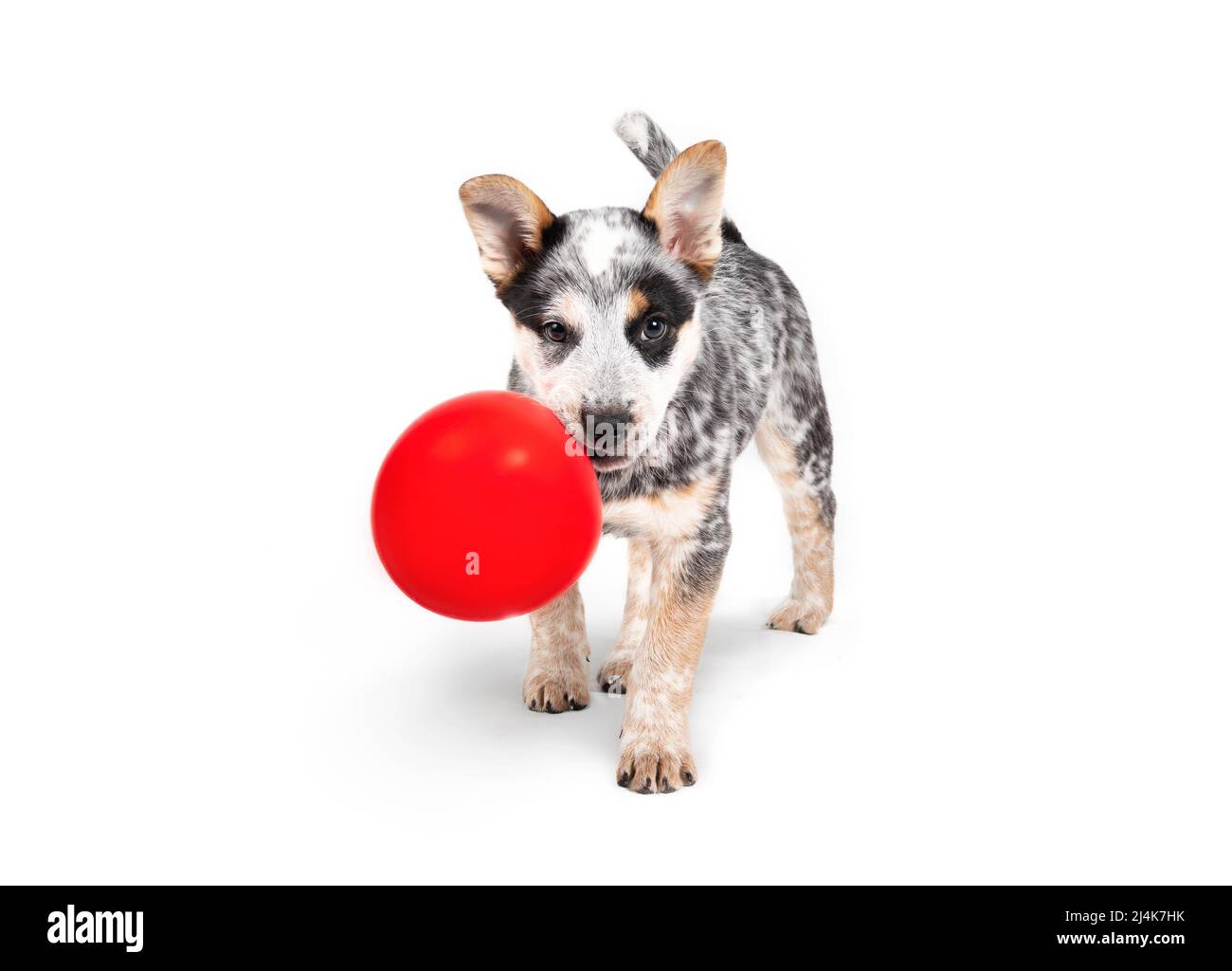 Welpe mit Ballon im Mund, während sie steht und die Kamera anschaut. 9 Wochen alter Welpenhund mit verspielter oder verschmitzter Körpersprache. Australischer Heeler oder Stockfoto