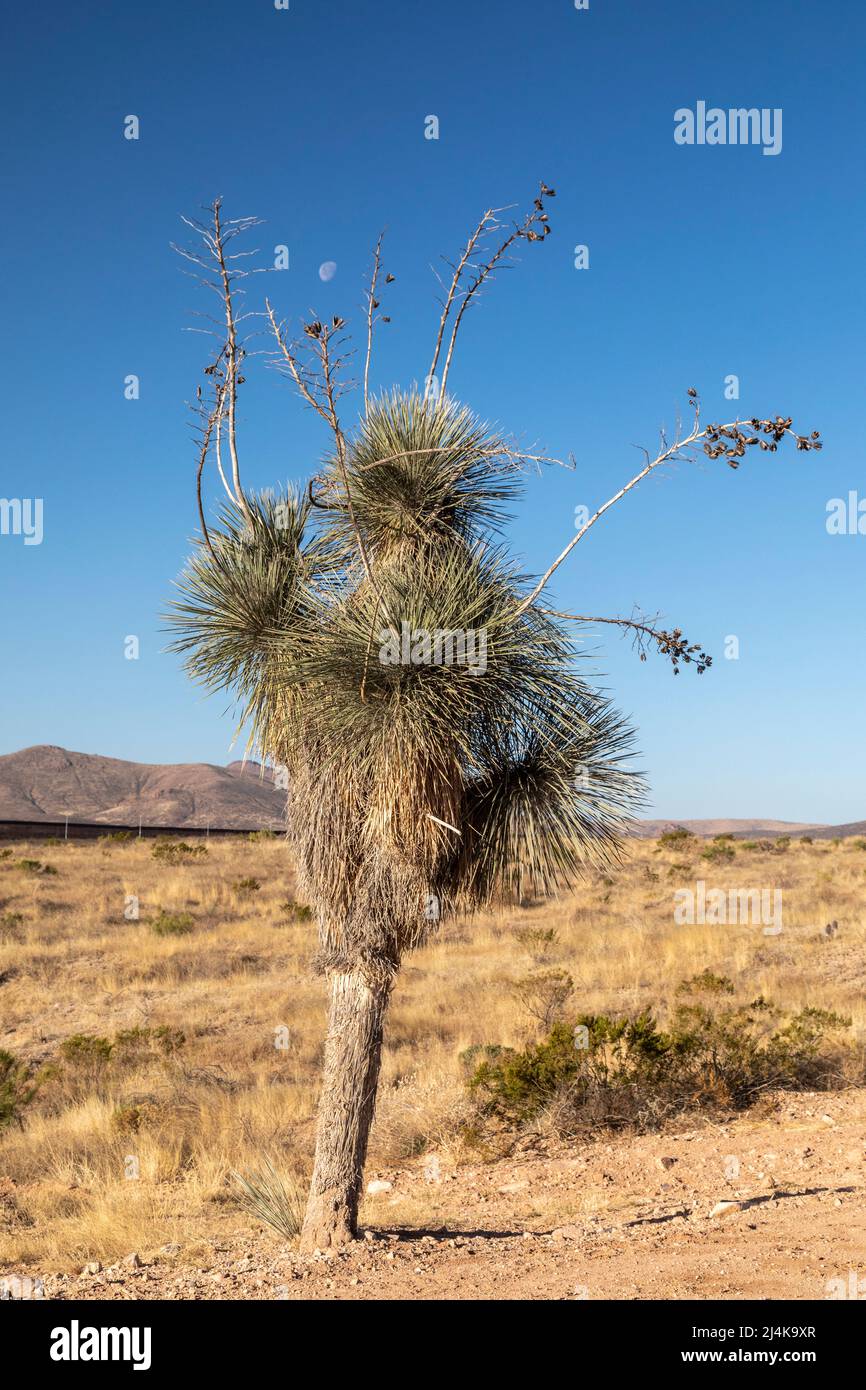 Douglas, Arizona - Eine Soaptree-Yucca-Pflanze (Yucca elata) in der Chihuahuan-Wüste nahe der Grenze zwischen den USA und Mexiko im Südosten von Arizona. Stockfoto