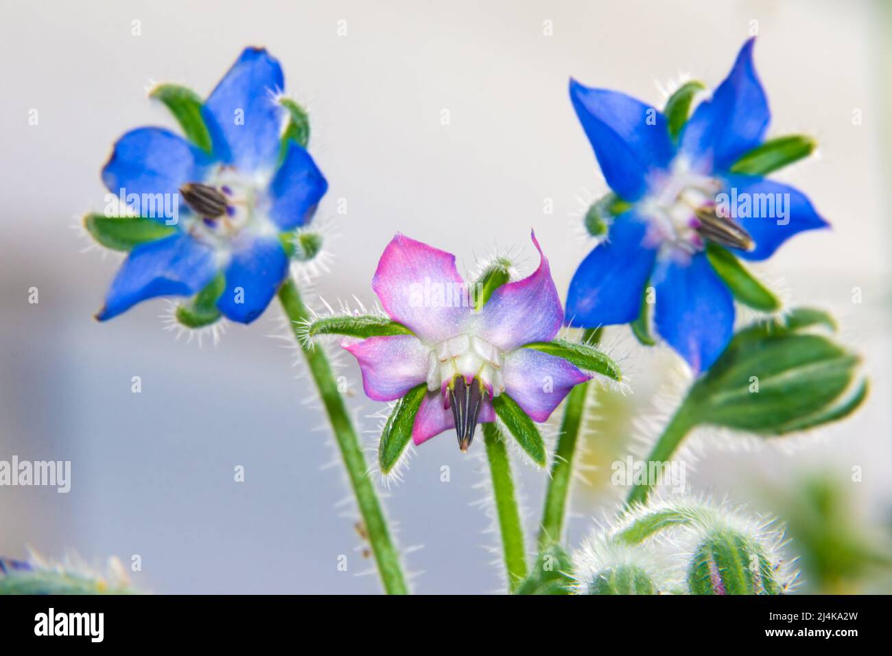 Borretsch- oder Borretschblüten - blaue und lila Honigblüten, essbare Blumen für die Dekoration von Desserts, selektiver Fokus Stockfoto