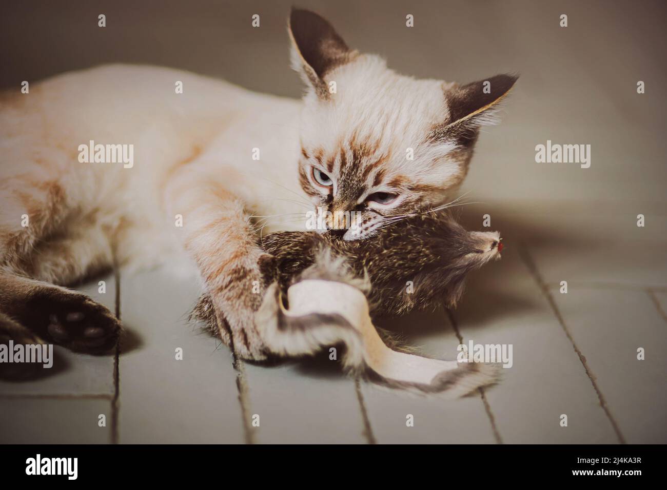 Ein süßes kleines tabby Kätzchen liegt zu Hause auf dem grauen Boden und hat Spaß beim Spielen mit einer Spielzeugmaus, beißt es. Ein Haustier. Stockfoto