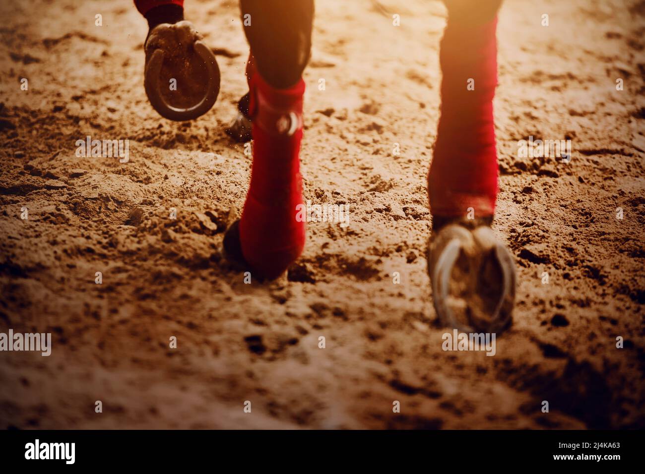 Ein Lorbeerpferd mit roten Bandagen an den Beinen, tritt an einem sonnigen Tag mit schurrenden Hufen auf den Sand. Reitsport. Stockfoto