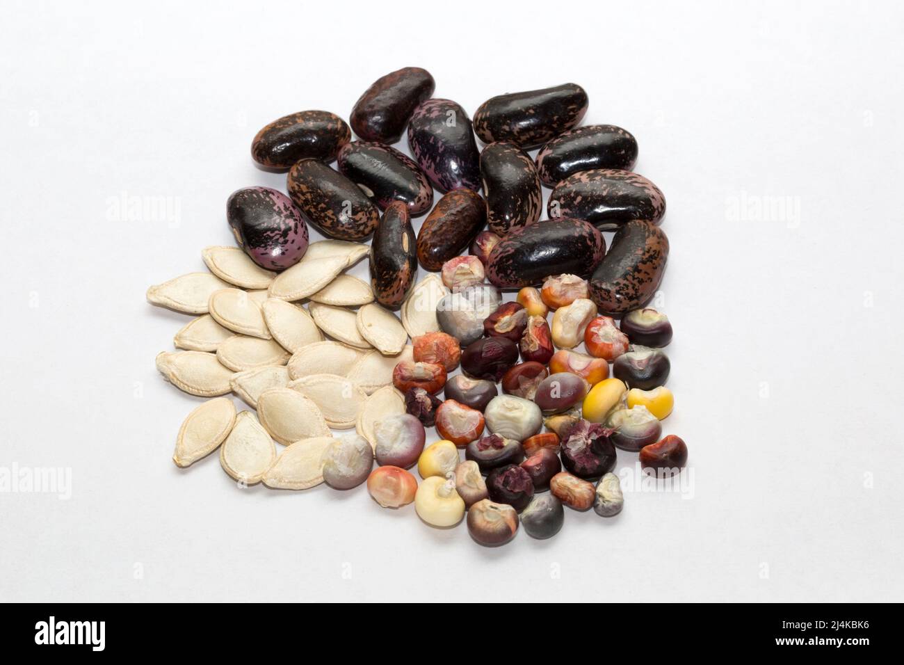 Die Samen der drei Schwestern stammen aus Mesoamerika und sind die drei Hauptkulturen verschiedener indigener Völker Nordamerikas: Kürbis, Mais und Bohnen. Stockfoto