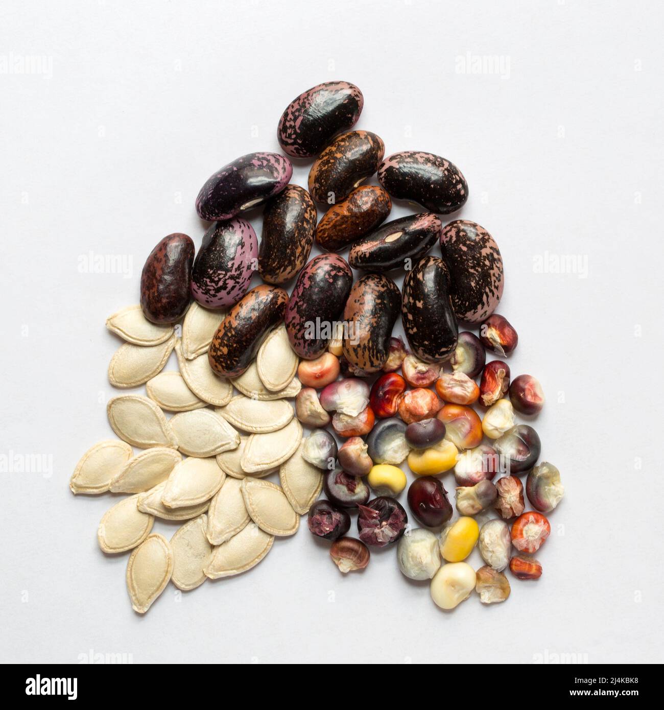 Die Samen der drei Schwestern stammen aus Mesoamerika und sind die drei Hauptkulturen verschiedener indigener Völker Nordamerikas: Kürbis, Mais und Bohnen. Stockfoto