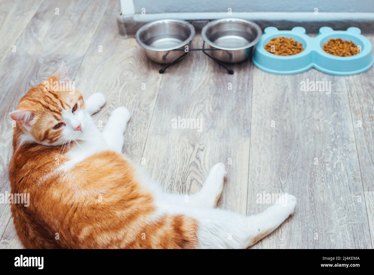 Die rothaarige schöne Katze liegt neben dem Essen in der Küche. Katzenfutter-Konzept Stockfoto