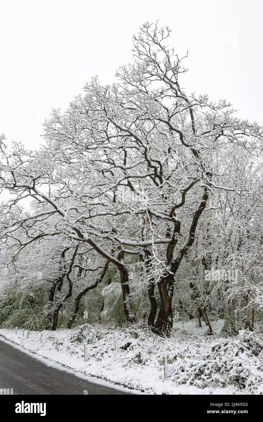 Die Bäume entlang der Straße sind mit einer frischen Schneeschicht bedeckt Stockfoto