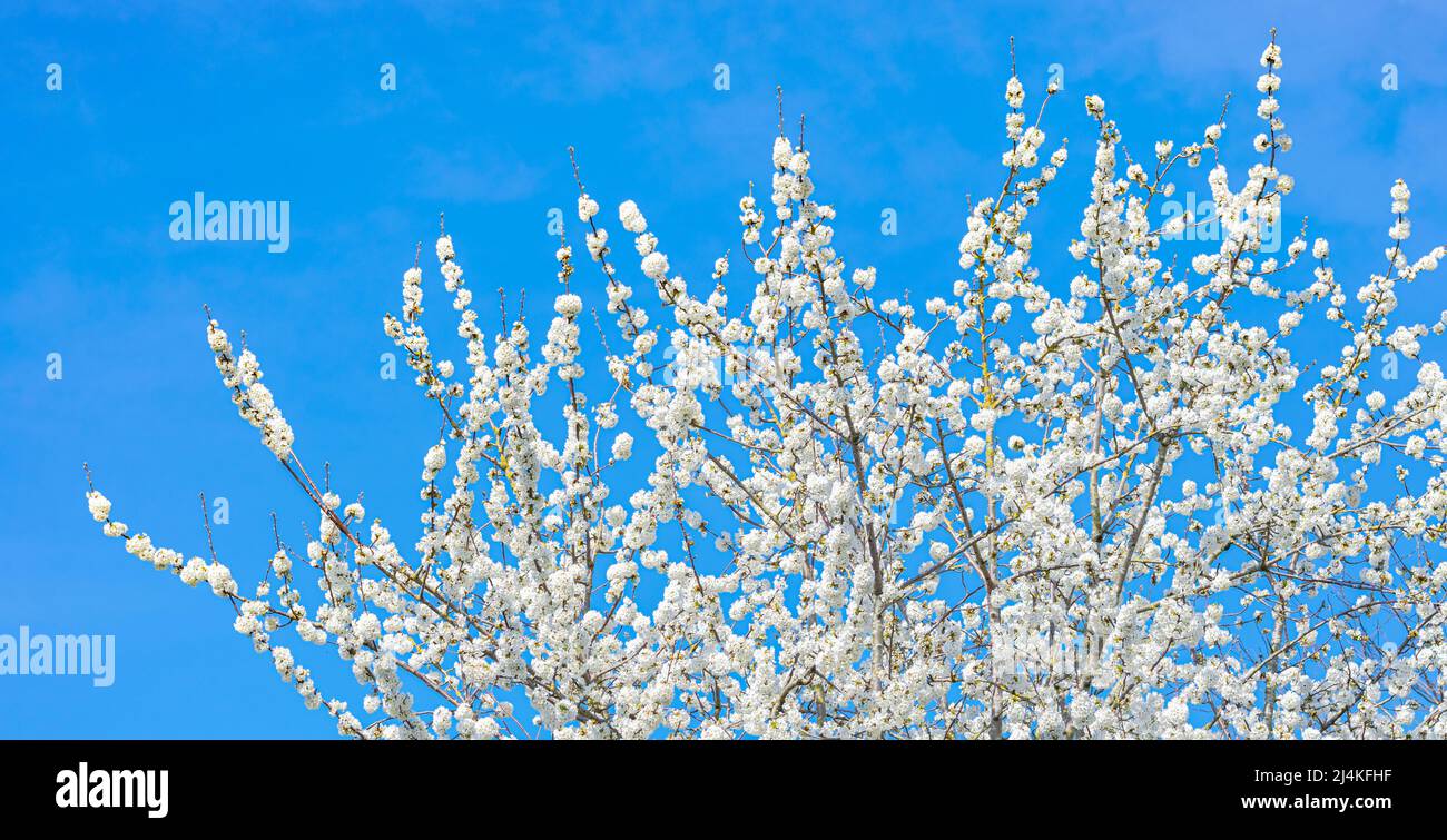 Weiß blühender Kirschbaum (Prunus avium) an einem sonnigen Frühlingstag Stockfoto
