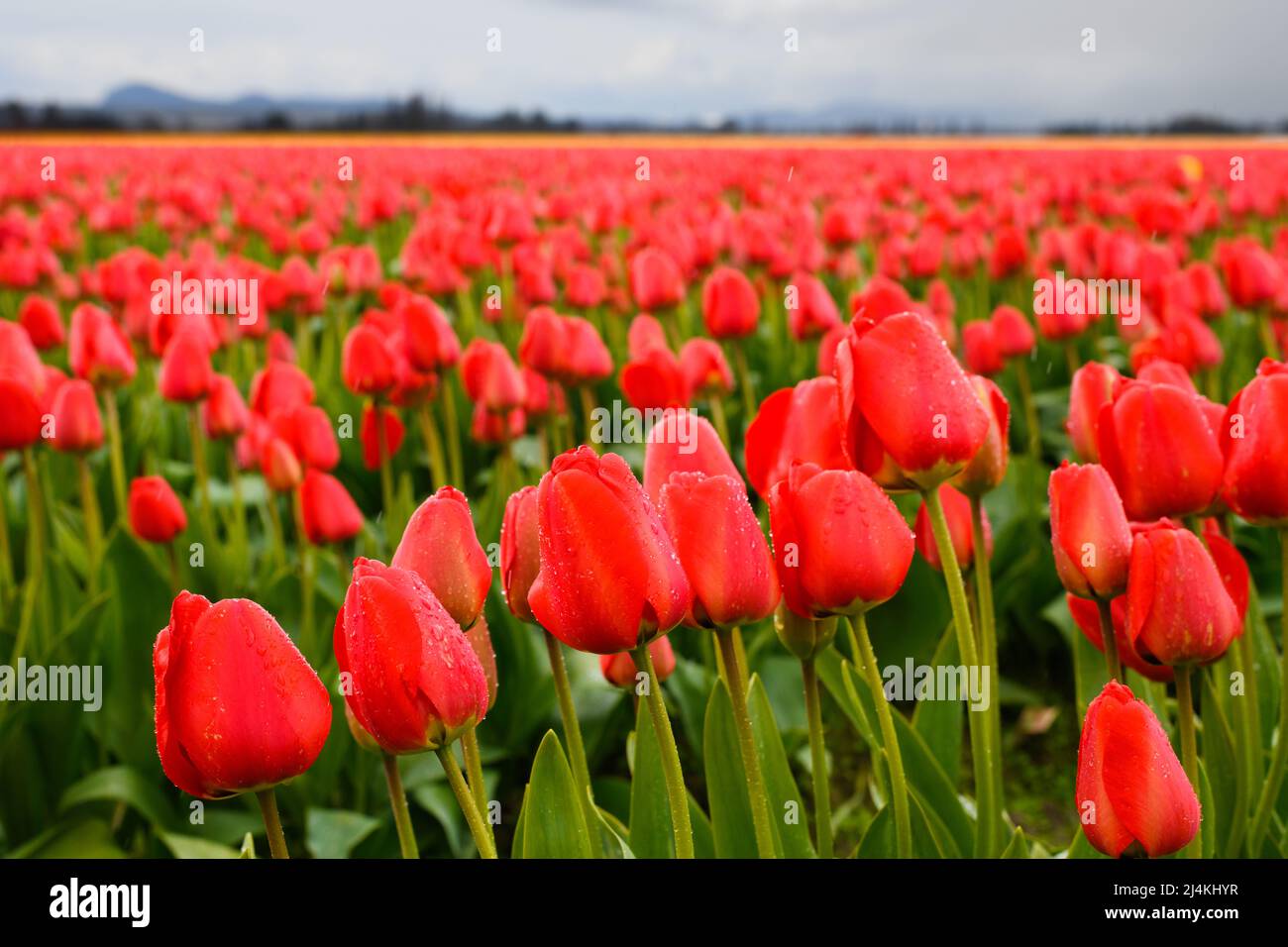 Nahaufnahme eines Feldes aus roten Tulpen mit grünen Blättern mit Regentropfen auf den Blütenblättern in einem kommerziellen Blumenfeld im Bundesstaat Washington Stockfoto